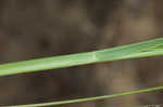 Redtop panicgrass